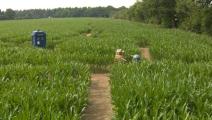 Elvington Maize Maze - Daleks (Credit: BBC)