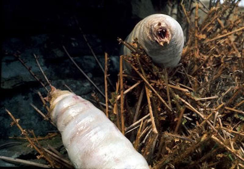 The Green Death. Photo: BBC